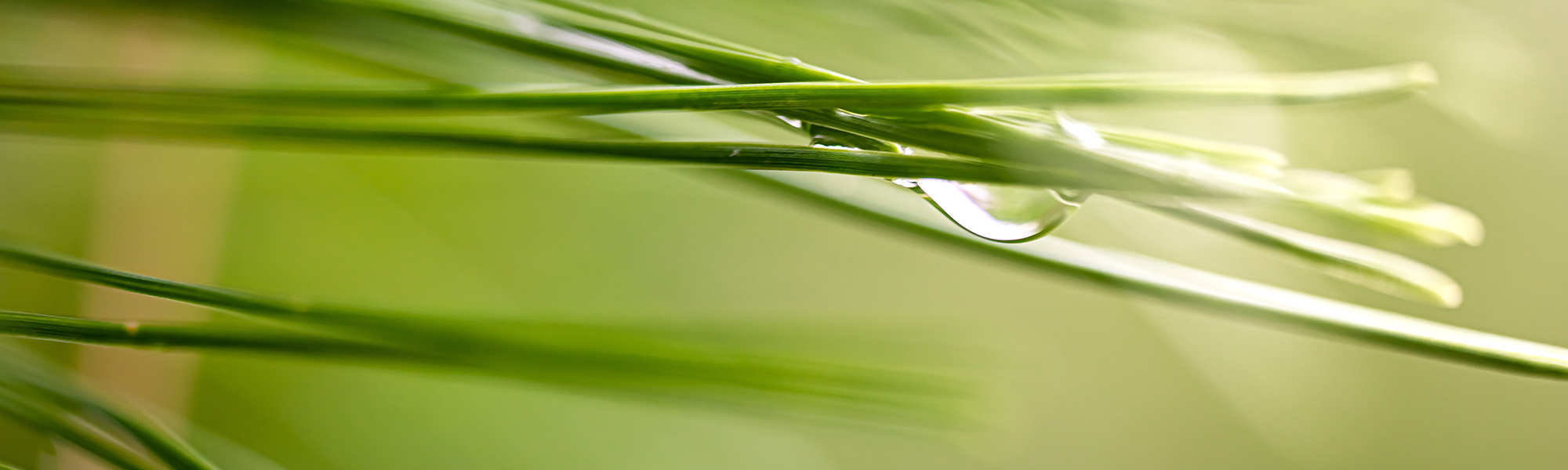 /storage/photos/1/BANNER HEADER ORGONITE/gdfdgfdfgd(FILEminimizer).jpg